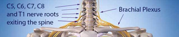 brachial plexus anatomy